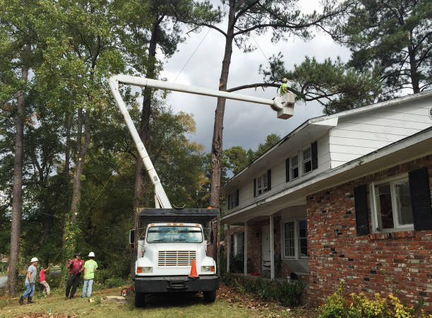 Best Tree and Shrub Care  in Rio Vista, TX